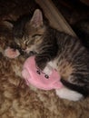 Cute little kitten asleep with pillow Royalty Free Stock Photo