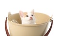 Cute little kitten in basket on white background Royalty Free Stock Photo