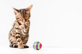 Cute little kitten of bengal cat breed washing itself with paw isolated