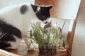 Cute little kitten and big cat eating grass on wooden chair in sunny room. Vitamins for pets Royalty Free Stock Photo