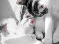 A cute little kitten and cat mom are playing on a white carpet on sun Royalty Free Stock Photo