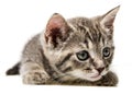 Cute little kitten Royalty Free Stock Photo