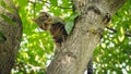 Cute little kitten crawling and sitting on tree branch Royalty Free Stock Photo