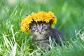 Cute little kitten crowned with a chaplet of dandelion Royalty Free Stock Photo