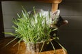 Cute little kitten eating grass on wooden chair in sunny room. Adorable grey and white kitty Royalty Free Stock Photo