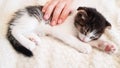 a cute little kitten falls asleep and is stroked by a child's hand. relationship and love of man and animals. Royalty Free Stock Photo