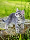 A cute little kitten Royalty Free Stock Photo