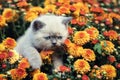 Kitten in chrysanthemum flowers Royalty Free Stock Photo