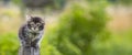 Cute little kitten on garden fence Royalty Free Stock Photo