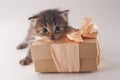 Cute little kitten with gift box on white background,, Royalty Free Stock Photo