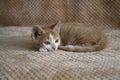 Cute little kitten. ginger kitten, kitten lies on the fluffy carpet at home