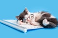 Cute little kitten in glasses fell asleep on keyboard on working desk place. Pet cat sleep on pc keyboard laptop Royalty Free Stock Photo