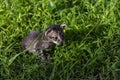 Cute little kitten on green summer grass. Little kitty with blue eyes and small ears. Curious cat baby walk outdoor. Royalty Free Stock Photo