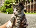 Cute little kitten in hands