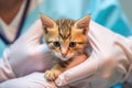 Cute little kitten in the hands of a veterinarian, closeup