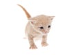 cute little kitten, isolated on white Royalty Free Stock Photo