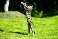 Cute little kitten jumping on green grass Royalty Free Stock Photo