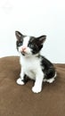 Cute little kitten looking Royalty Free Stock Photo