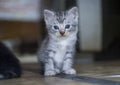 A cute little kitten looking at the camera Royalty Free Stock Photo