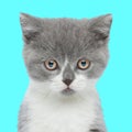 cute little kitten looking forward and sitting in front of blue background Royalty Free Stock Photo