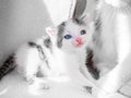 A cute little kitten looks on cat mom and playing on a white carpet on sun. Royalty Free Stock Photo