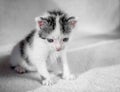 A cute little kitten looks on something frown. Sweet kitty on a white carpet evil look