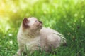 Cute little kitten lying in the grass Royalty Free Stock Photo