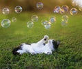 Portrait with cute little kitten lying on the green grass on the summer warm Sunny meadow and catches paw flying shiny soap Royalty Free Stock Photo