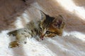 Cute little kitten lying on a soft rug. lazy cat under sunshine Royalty Free Stock Photo