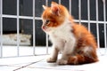 The cute kitten Royalty Free Stock Photo