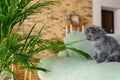 Cute little kitten near Areca palm at home Royalty Free Stock Photo