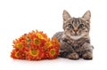 Cute little kitten near yellow daisy flowers isolated on a white background Royalty Free Stock Photo