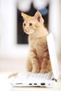 Cute little kitten on a notebook laptop Royalty Free Stock Photo