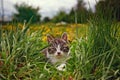 Cute little kitten outdoor Royalty Free Stock Photo