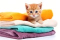 Cute little kitten with pile of towels isolated on white background, Cute ginger kitten on pile of colorful towels, isolated on