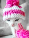 A cute little kitten in a pink knitted hat with pompoms looks on something frown. Cute little kitty in hat on a white Royalty Free Stock Photo