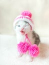 A cute little kitten in a pink knitted hat with pompoms is sitting on a white carpet. Cute sleeping kitty in hat Royalty Free Stock Photo