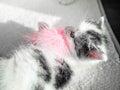 A cute little kitten play with pink feather on a white carpet on the sun. Cute little kitty holds in teeth toy