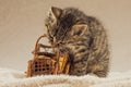 Cute little kitten playing alone Royalty Free Stock Photo