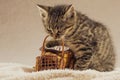 Cute little kitten playing alone