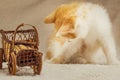 Cute little kitten playing alone Royalty Free Stock Photo