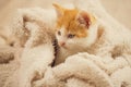 Cute little kitten playing alone