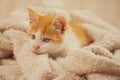 Cute little kitten playing alone