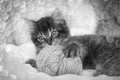 Cute little  kitten playing in a bed Royalty Free Stock Photo