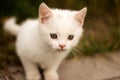 Cute little kitten playing outdoor. Portrait of red kitten in forest or garden looking interesting. funny kitten with white paws Royalty Free Stock Photo