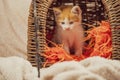 Cute little kitten playing alone