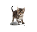 Cute little kitten playing with toy mouse on white background. Adorable pet Royalty Free Stock Photo