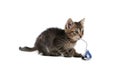 Cute little kitten playing with toy mouse on white background. Adorable pet Royalty Free Stock Photo