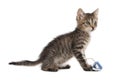 Cute little kitten playing with toy mouse on white background. Adorable pet Royalty Free Stock Photo