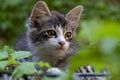 Cute little kitten on a reed roof with green leaves Royalty Free Stock Photo